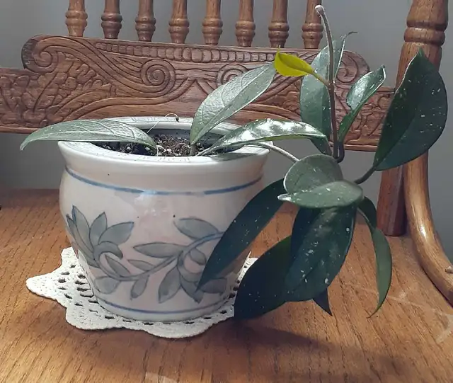Hoya Houseplant