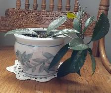 Hoya Houseplant