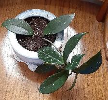 Hoya Houseplant - Photo 2