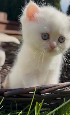 British shorthair white kitten - Photo 2