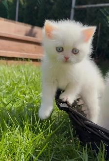 British shorthair white kitten - Photo 4
