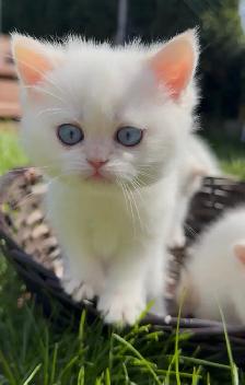 British shorthair white kitten - Photo 5