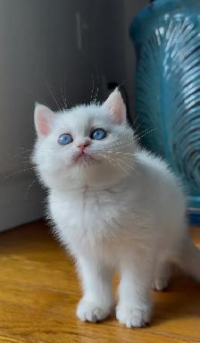 British shorthair white kitten - Photo 6