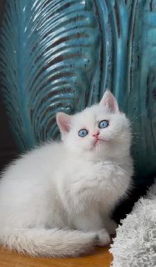 British shorthair white kitten - Photo 7