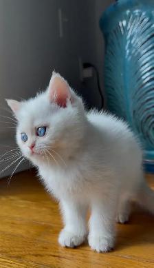 British shorthair white kitten - Photo 8