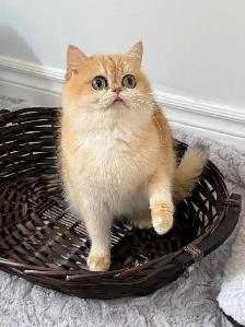 British shorthair white kitten - Photo 9