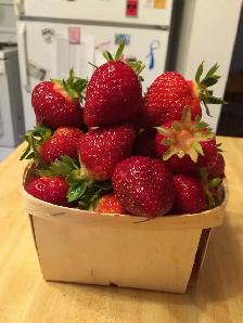 Commercial Strawberry Pickers Wanted