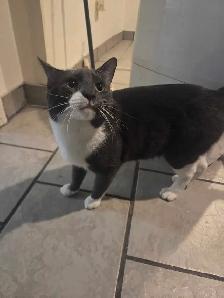 Chat a donner - Photo 4