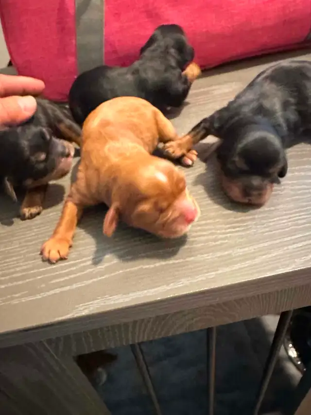 Purebred King CharlesCavaliers available,