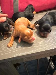Purebred King CharlesCavaliers available,