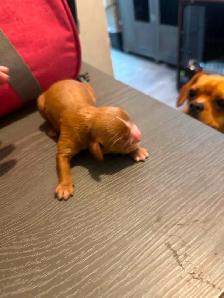 Purebred King CharlesCavaliers available, - Photo 2