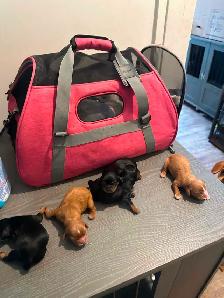 Purebred King CharlesCavaliers available, - Photo 4