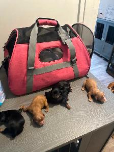Purebred King CharlesCavaliers available, - Photo 5