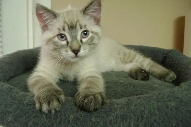 Himalayan - Siamese kittens for sale.