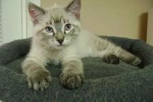 Himalayan - Siamese kittens for sale.