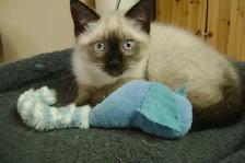 Himalayan - Siamese kittens for sale. - Photo 2