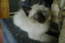 Himalayan - Siamese kittens for sale. - Photo 3