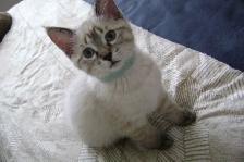 Himalayan - Siamese kittens for sale. - Photo 4