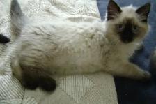 Himalayan - Siamese kittens for sale. - Photo 5