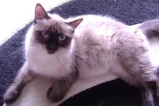 Himalayan - Siamese kittens for sale. - Photo 6