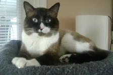 Himalayan - Siamese kittens for sale. - Photo 7