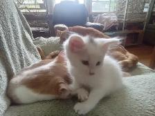 Pretty kitty's. All in a row. They are good to go!