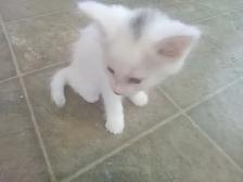 Pretty kitty's. All in a row. They are good to go! - Photo 2