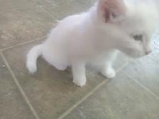 Pretty kitty's. All in a row. They are good to go! - Photo 3