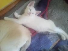 Pretty kitty's. All in a row. They are good to go! - Photo 4