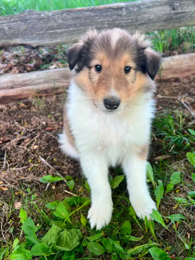 Rough Collie puppies