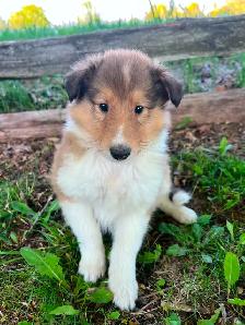 Rough Collie puppies - Photo 2
