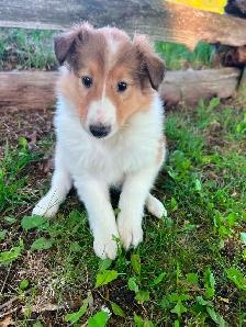 Rough Collie puppies - Photo 3