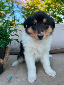 Rough Collie puppies - Photo 5