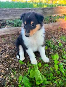 Rough Collie puppies - Photo 6