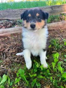 Rough Collie puppies - Photo 7