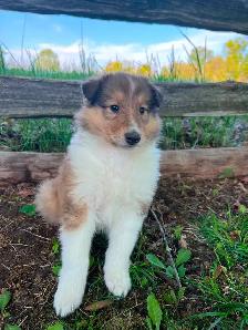 Rough Collie puppies - Photo 8