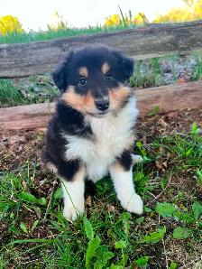 Rough Collie puppies - Photo 9
