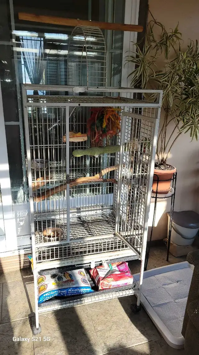 A VENDRE perroquet gris d'Afrique
