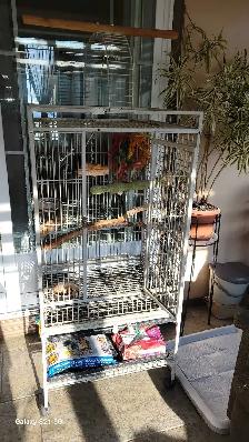 A VENDRE perroquet gris d'Afrique