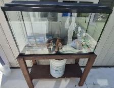 30G EXTRA-HIGH AQUARIUM SETUP – STAND, AQUACLEAR & EHEIM – $150