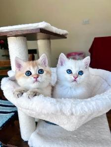 British Golden Chinchilla Kittens with Emerald & Sapphire Eyes