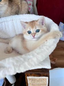 British Golden Chinchilla Kittens with Emerald & Sapphire Eyes - Photo 2