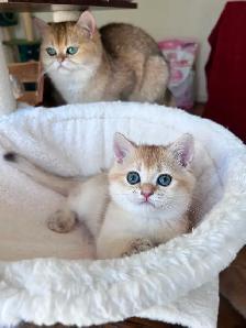 British Golden Chinchilla Kittens with Emerald & Sapphire Eyes - Photo 3