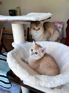 British Golden Chinchilla Kittens with Emerald & Sapphire Eyes - Photo 4