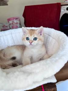 British Golden Chinchilla Kittens with Emerald & Sapphire Eyes - Photo 5