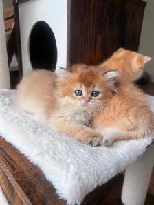 British Golden Chinchilla Kittens with Emerald & Sapphire Eyes - Photo 6