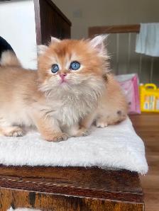 British Golden Chinchilla Kittens with Emerald & Sapphire Eyes - Photo 7