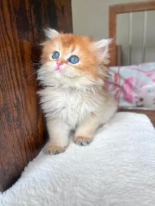 British Golden Chinchilla Kittens with Emerald & Sapphire Eyes - Photo 8
