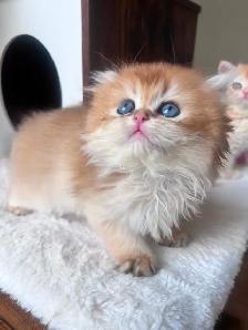 British Golden Chinchilla Kittens with Emerald & Sapphire Eyes - Photo 9