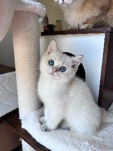 British Golden Chinchilla Kittens with Emerald & Sapphire Eyes - Photo 10